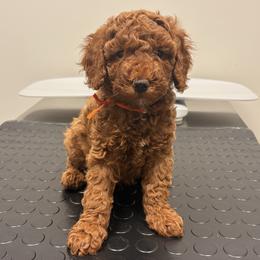 Charlie - Red  male Poodle puppy in Bristol, Tennessee from 4goldendoodles