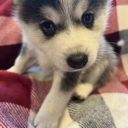 Pomeranian and Pomsky Puppies from Southern Poms of Texas