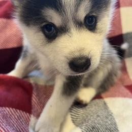 Pomeranian and Pomsky Puppies from Southern Poms of Texas