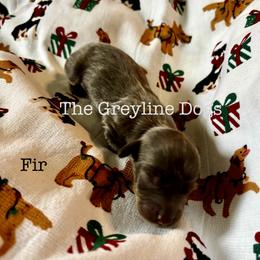 Fir - Gray (blue) and tan male Dachshund puppy in Overbrook, Kansas from The Greyline Dogs