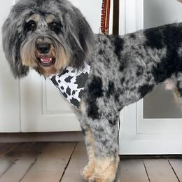 Bernedoodles from Northern Charm Farm