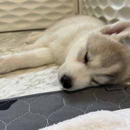 Siberian Husky Puppies from Coldwind Kennel