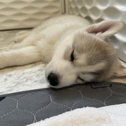 Siberian Husky Puppies from Coldwind Kennel