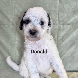 Boy 4 Donald - Parti male Goldendoodle puppy in Kearneysville, West Virginia from Daydreamer