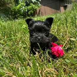 Jennifer - Black and tan female Yorkshire Terrier puppy in Rochester, New York from Tnt Yorkies and Cosmic corgis