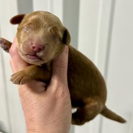 Heath - Caramel red male Australian Labradoodle puppy in Calhoun, Louisiana from Arrowhead Australian Labradoodles
