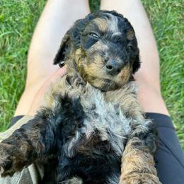 Moana - Blue merle female Aussiedoodle puppy in Upper Lake, California from Redwood Aussiedoodles