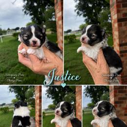 Justice - Wolf sable male Pomeranian puppy in Odessa, Texas from Cherry's Poms