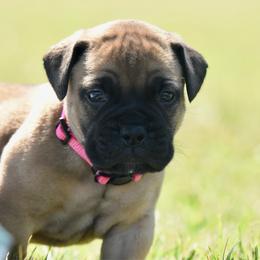 Penny - Fawn female Bullmastiff puppy in Chickasha, Oklahoma from Rustic Lace