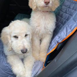 Goldendoodle and Poodle All Grown Up from Bama Bred Doodles