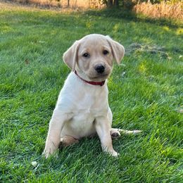 Red - Yellow female Labrador Retriever puppy in Spokane, Washington from Learn's Labs