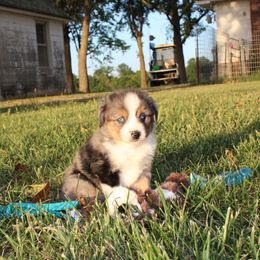 Leonardo - Blue merle male Toy Australian Shepherd puppy in Springfield, Missouri from Long's lil Aussies