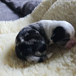 Shihpoo Puppies from Perfect Companion Puppies
