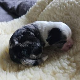 Shihpoo Puppies from Perfect Companion Puppies