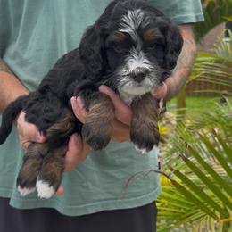 Beauty - Tri-color female Bernedoodle puppy in Daytona Beach, Florida from Salt-Life Doodles