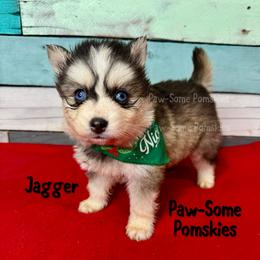 Jagger - Silver and white male Pomsky puppy in Krum, Texas from Paw-Some Pomskies