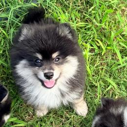 Kessi black and white boy - Black and white male Pomsky puppy in Enid, Oklahoma from Mile Hi Pomskies