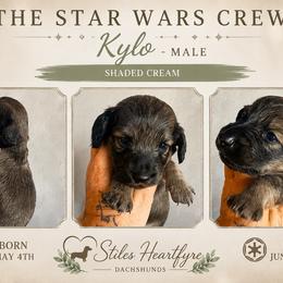 Kylo - Cream male Dachshund puppy in South Fulton, Tennessee from Stiles' Heartfyre Dachshunds