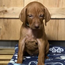 Puppy 1 - Golden rust male Vizsla puppy in Coal Center, Pennsylvania from Waymaker Vizslas