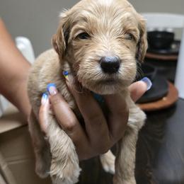 Maverick - Apricot male Goldendoodle puppy in Richmond, Virginia from Highland Grove Doodles, LLC