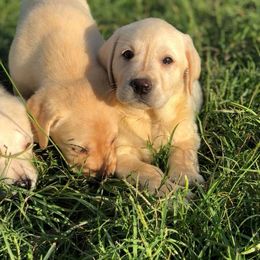 Labrador Retriever Puppies from Cross G Farms