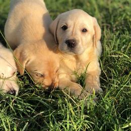 Labrador Retriever Puppies from Cross G Farms