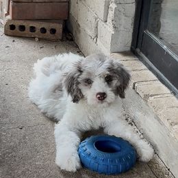 Aussiedoodle, Bordoodle, and Goldendoodle Puppies from Calena’s Doodles