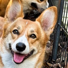 Lea - Pembroke Welsh Corgi