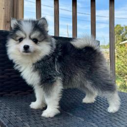 Shaco - Black and white male Pomsky puppy in Boonville, Indiana from Elysian Pomskies