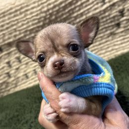 Hershey - Chocolate sabled fawn male Chihuahua puppy in Hampton, Virginia from Chilove Chihuahuas