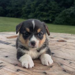 Burnt Orange Collar - Black and tan male Pembroke Welsh Corgi puppy in Boaz, Alabama from Brumblow’s Kennel