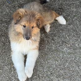 Sable Boy 2 - Sable and white male Shetland Sheepdog puppy in Shirley, Arkansas from Lucky Pups