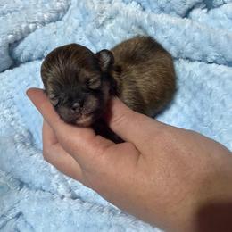 Layla - Orange sable female Pomeranian puppy in Waterloo, Indiana from Garcias Pomeranian
