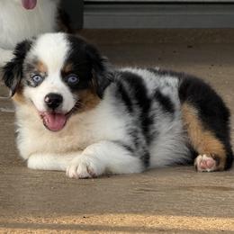 Miniature Australian Shepherd Puppies from Brijet Knipp