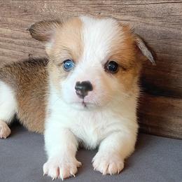 Maisy - Sable female Pembroke Welsh Corgi puppy in Checotah, Oklahoma from Skoal Creek Corgi's