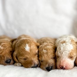 Goldendoodle Puppies from ZaraDoodles