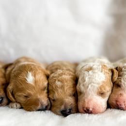 Goldendoodle Puppies from ZaraDoodles