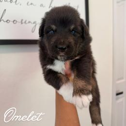 Omelet - Black tri-color male Australian Shepherd puppy in Fort Pierce, Florida from JS Aussies