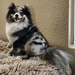 Itchy - Pomeranian