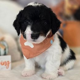 Sinatra - Tri-color male Double Doodle puppy in Prescott Valley, Arizona from Ramirez Family Doodles