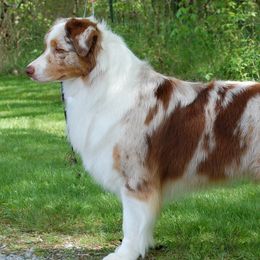 Australian Shepherds from Vesper Australian Shepherds