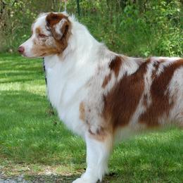 Australian Shepherds from Vesper Australian Shepherds