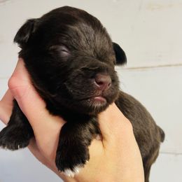 Liver 1 - Liver male Miniature Schnauzer puppy in Malvern, Arkansas from Deep South Miniature Schnauzers
