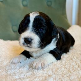 Ash - Black and white male Aussiedoodle puppy in Jackson, Tennessee from Dinah Doodles and Aussies