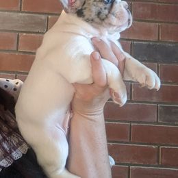 French Bulldog Puppies from Mon Chien Frenchies