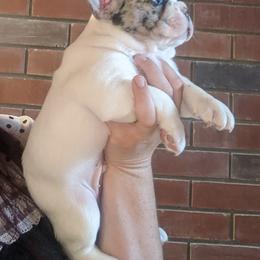 French Bulldog Puppies from Mon Chien Frenchies