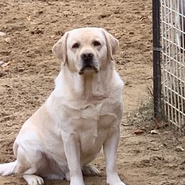 Trump - Labrador Retriever