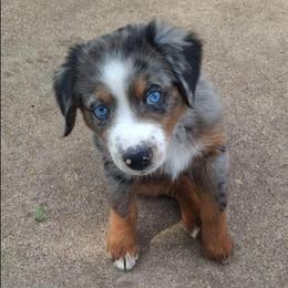 Violet - Miniature Australian Shepherd