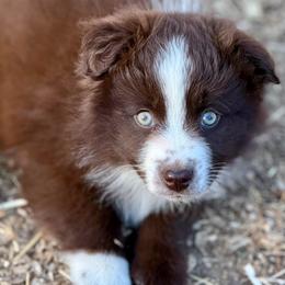 Kader - Red & white male Miniature Australian Shepherd puppy in Patterson, North Carolina from DreamLine Aussies