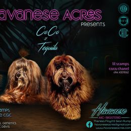 Havanese puppies from Havanese Acres